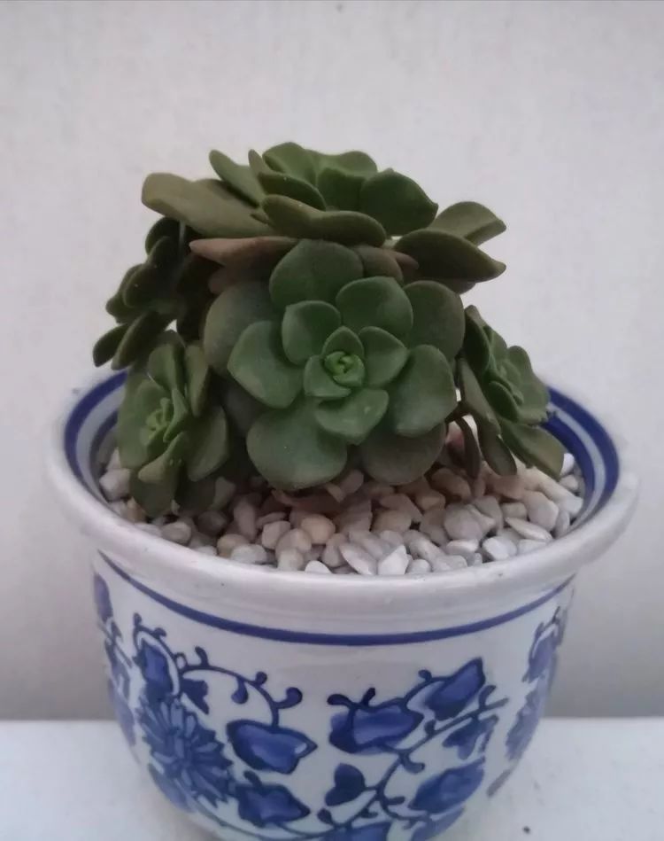 一花一叶一世界多肉,一花一世界多肉之美