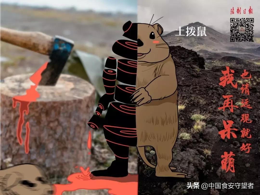 40种野生动物是哪些不能吃的,能吃的野生动物有哪些