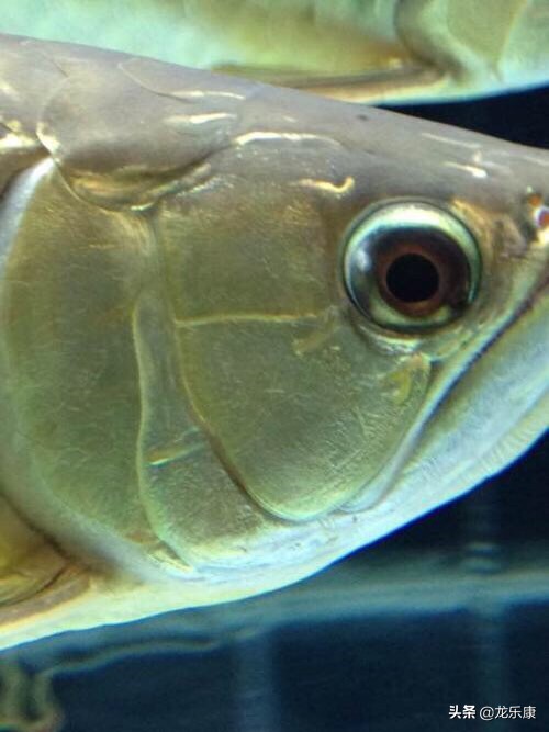 龙鱼养鱼知识大全,龙鱼拒食的解决方法