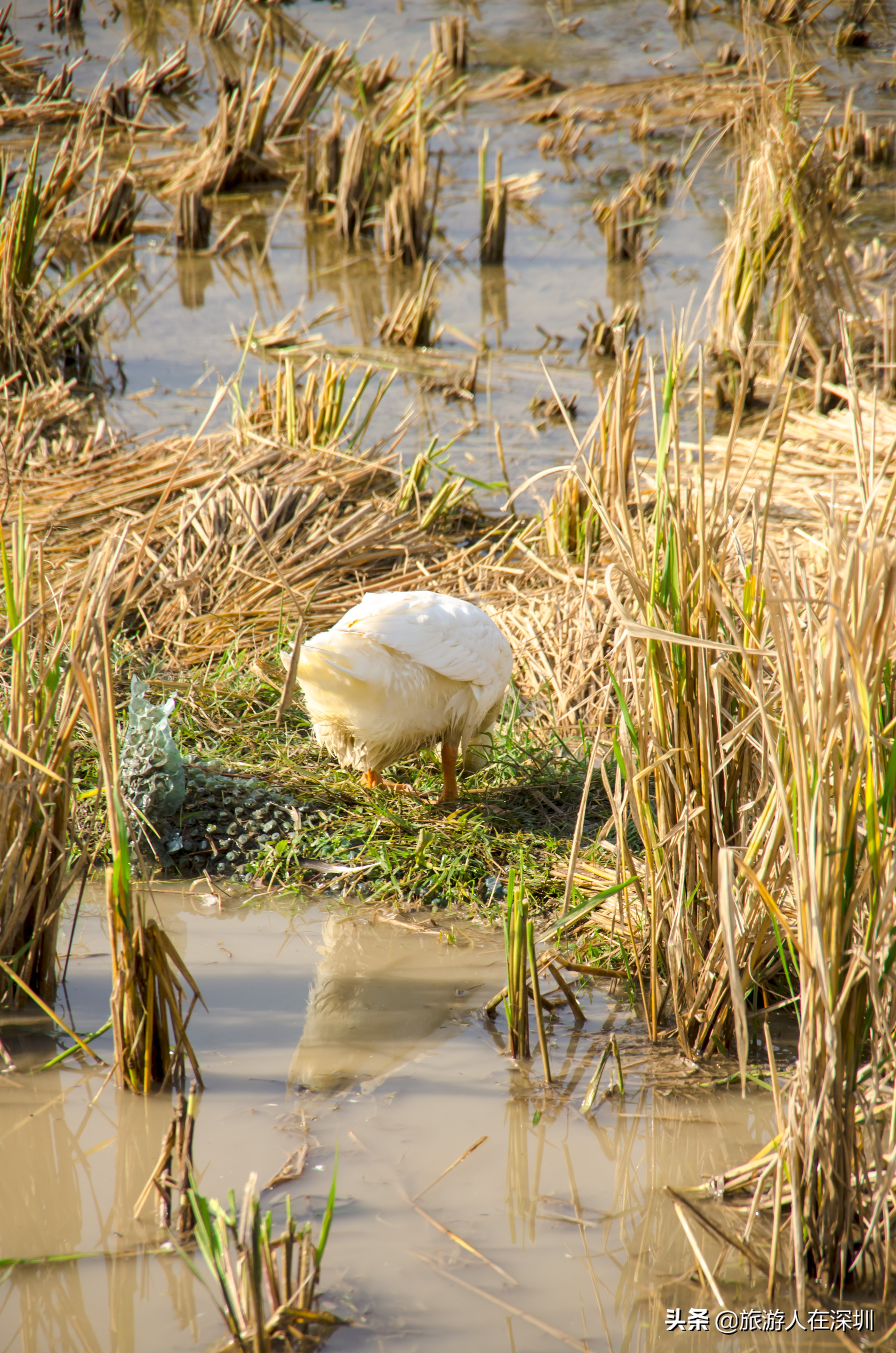 南雄看银杏一日游,去南雄看银杏叶哪里好看点