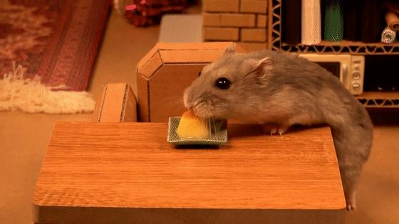 超可爱动物吃播治愈70万人，仓鼠、小熊猫、鹦鹉萌翻全网