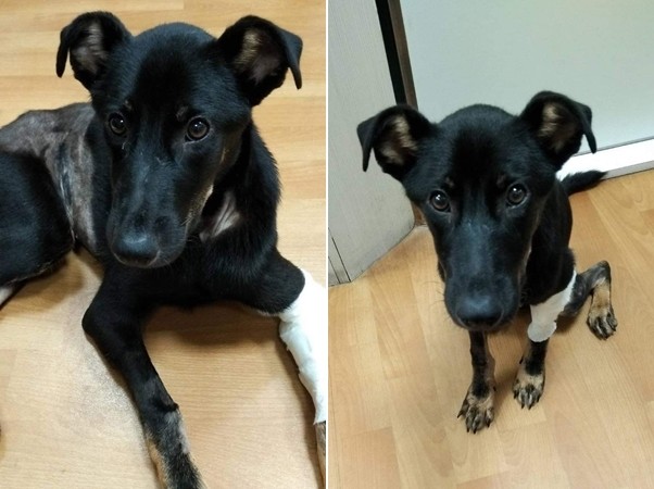 小黑被撞瘫家门前哀号还遭痛殴刺伤　　前饲主：没钱医