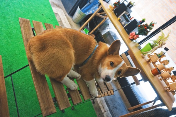 一个念头完整版,一个念头吉他