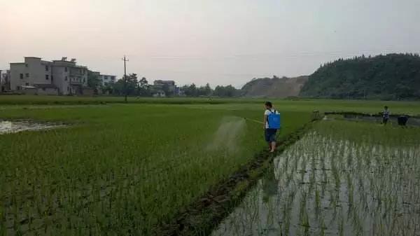 六成磷酸二氢钾是假货！造假门槛低，利润空间大！