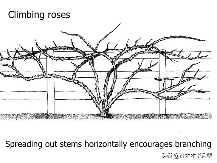 月季的养护方法和管理,月季的养护方法及注意事项