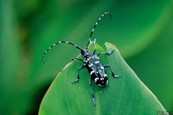 怎么施肥和杀虫,施肥加什么杀虫最快