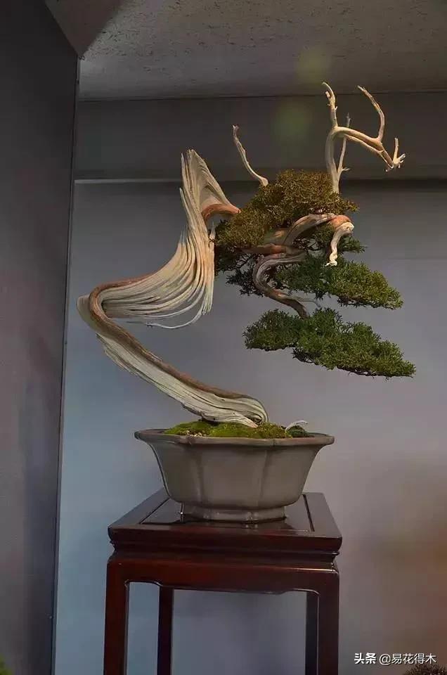 盆景舍利什么时候刷石硫合剂,舍利干罗汉松盆景