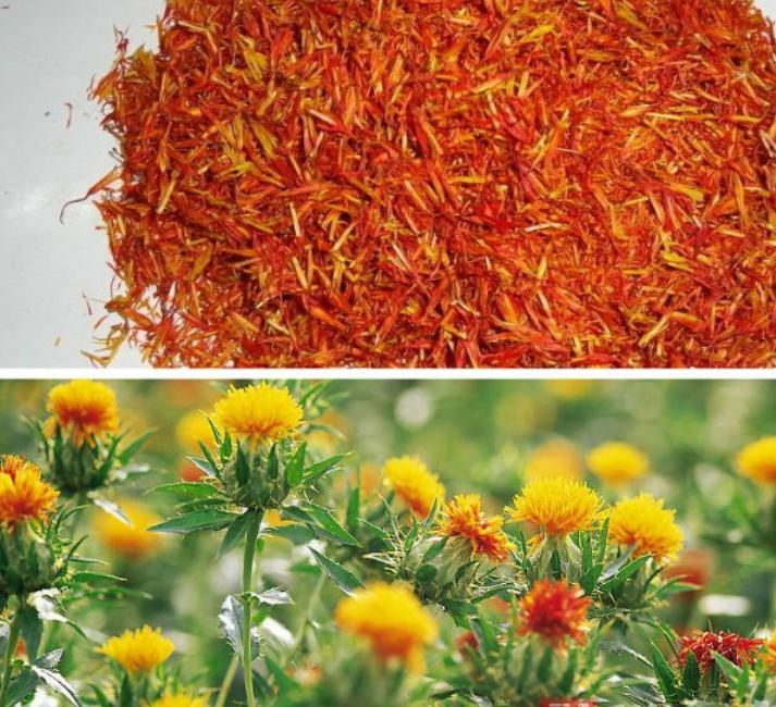 带花苞西红花,揭开花中黄金藏红花的神秘面纱