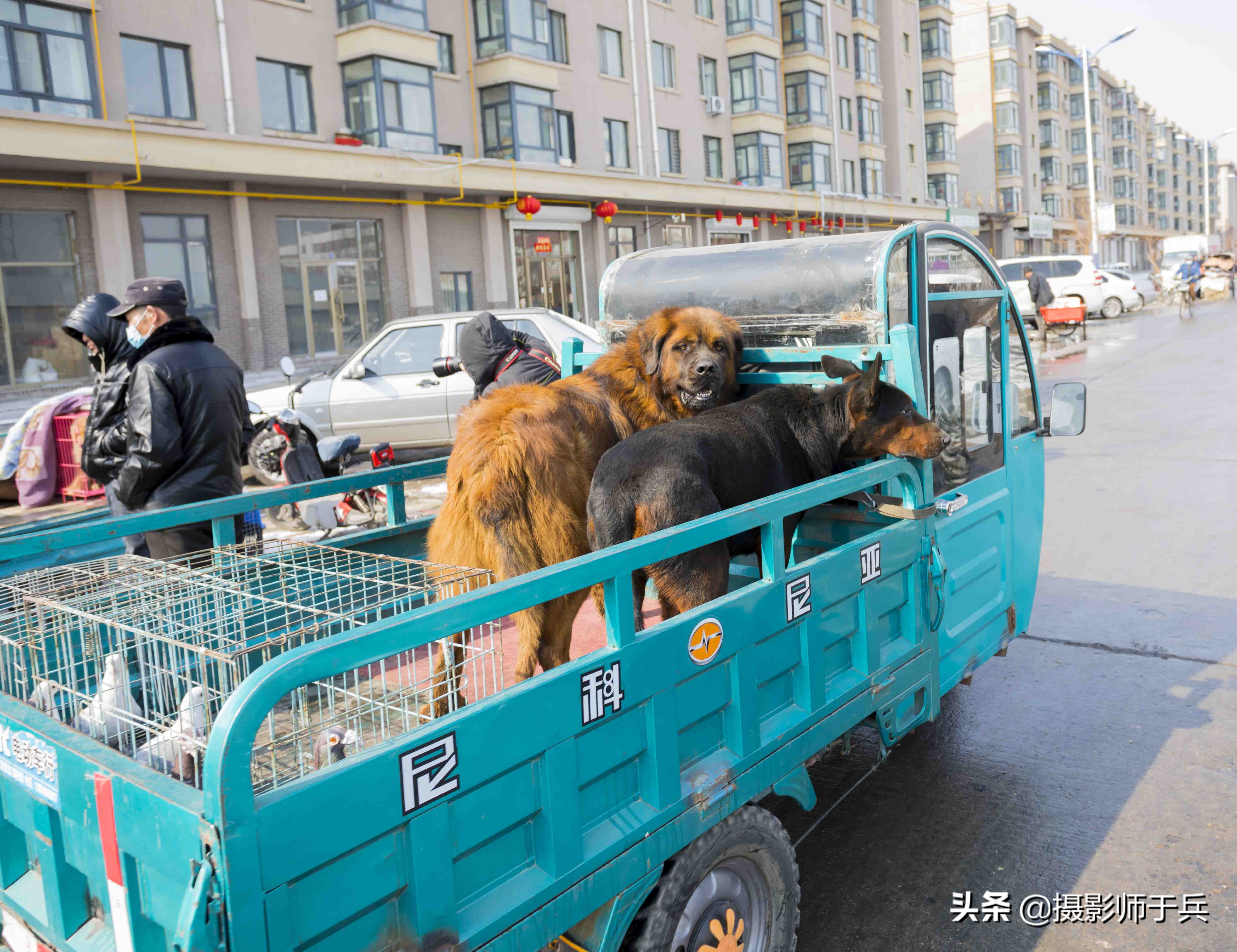 绥化安达狗市,黑龙江省绥化故事之一