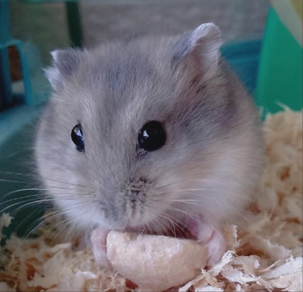 懒人都可以养个仓鼠吧,养一个小仓鼠吧