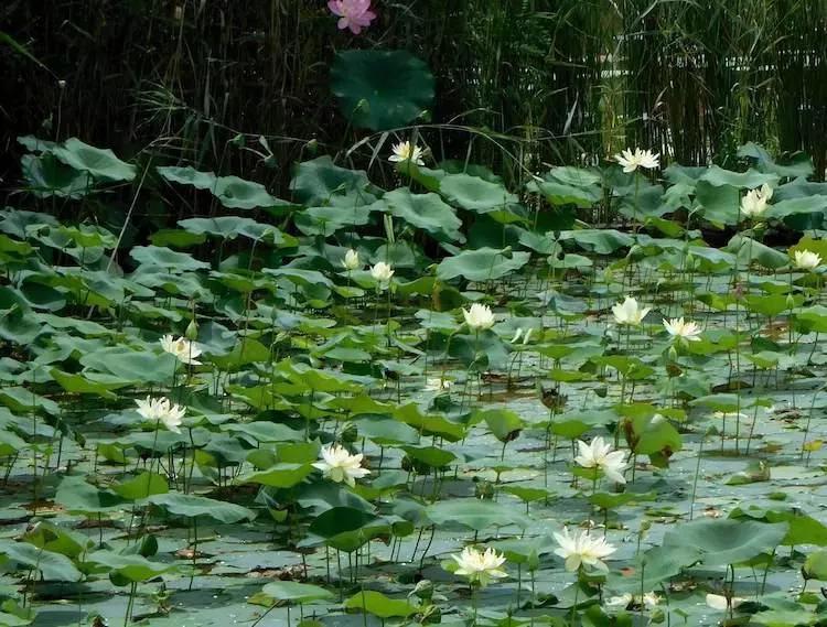 北京独门独院小四合院出售,北京四合院单身公寓