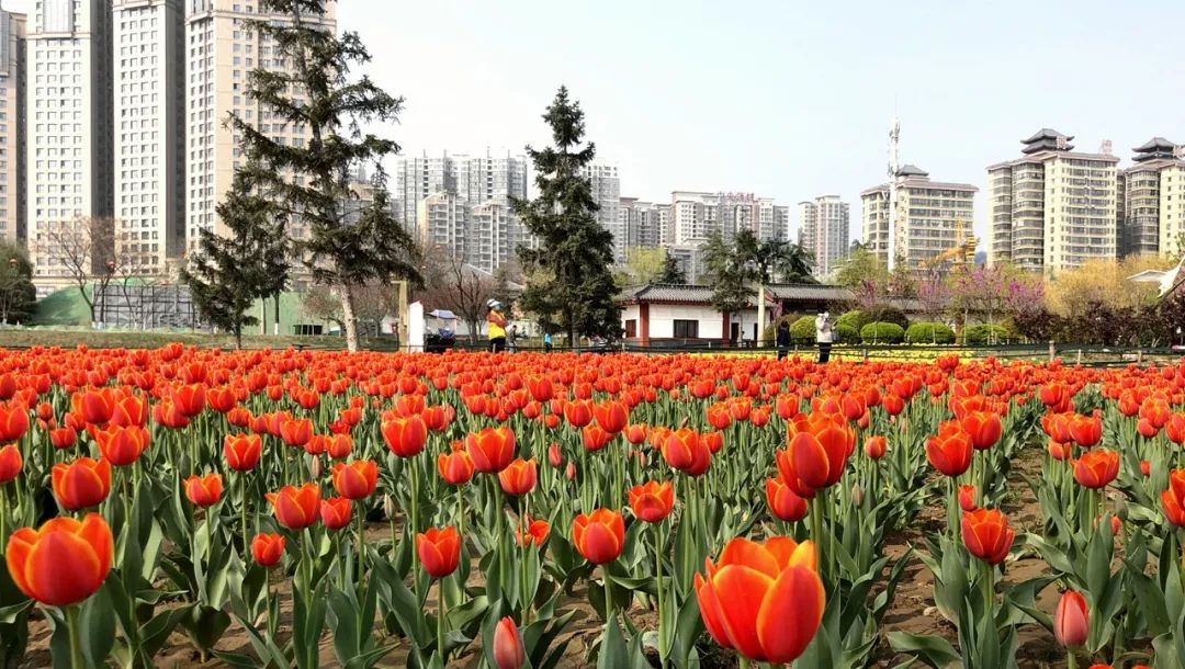 太美了花海随拍,咸阳郁金香在哪