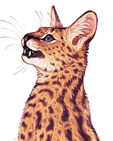 一组关于猫的插画,卷毛小猫咪