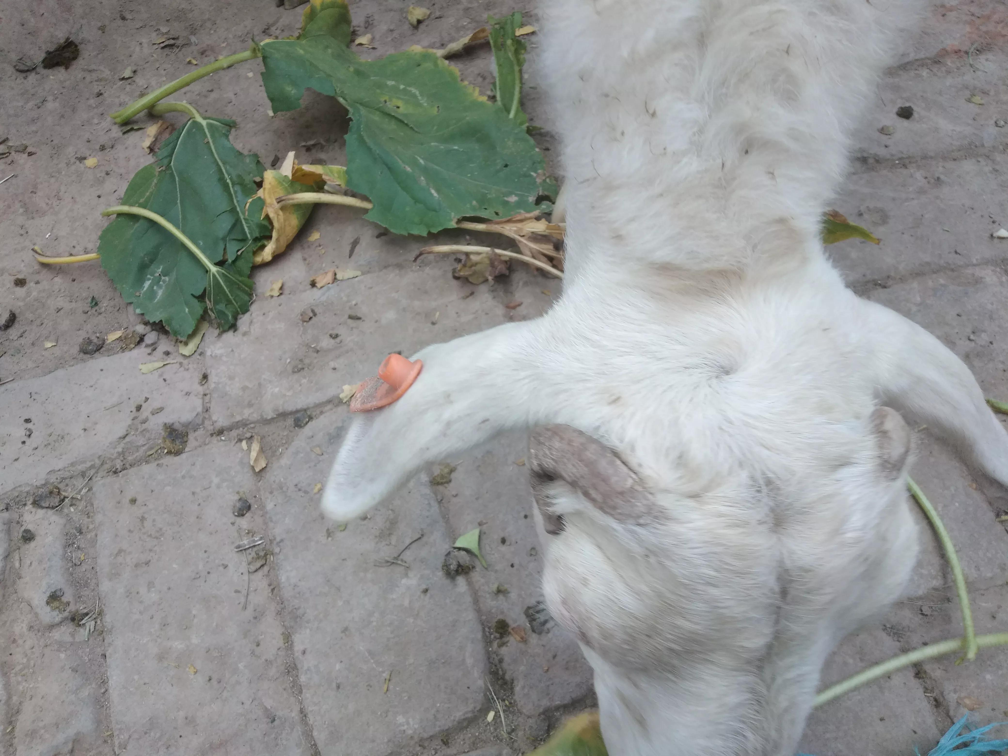 养羊的利润与成本的计算,养羊利润成本计算