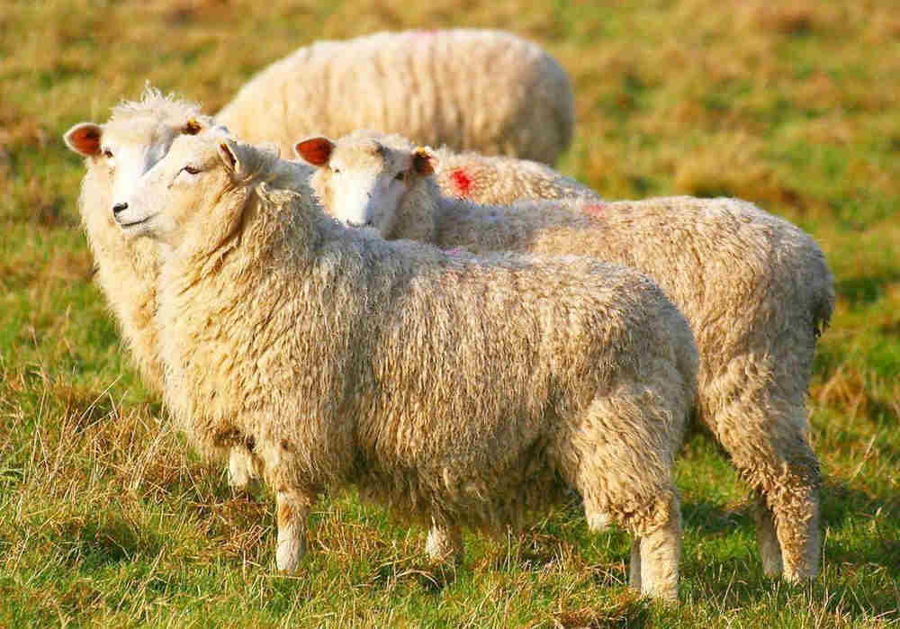 十大奇葩职业,那些奇葩最赚钱的职业