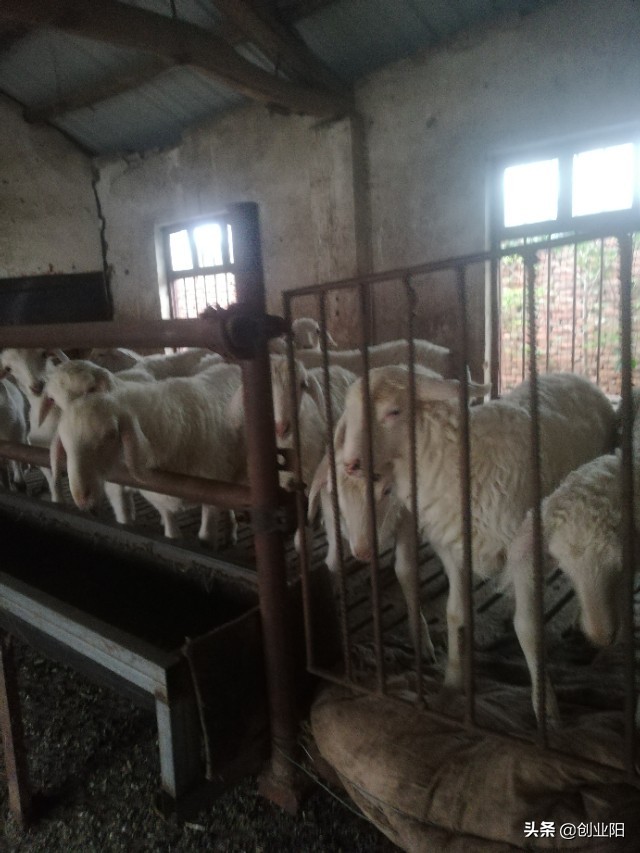 养羊常见疾病治疗方法简单又实用,养羊最常见的疾病与治疗