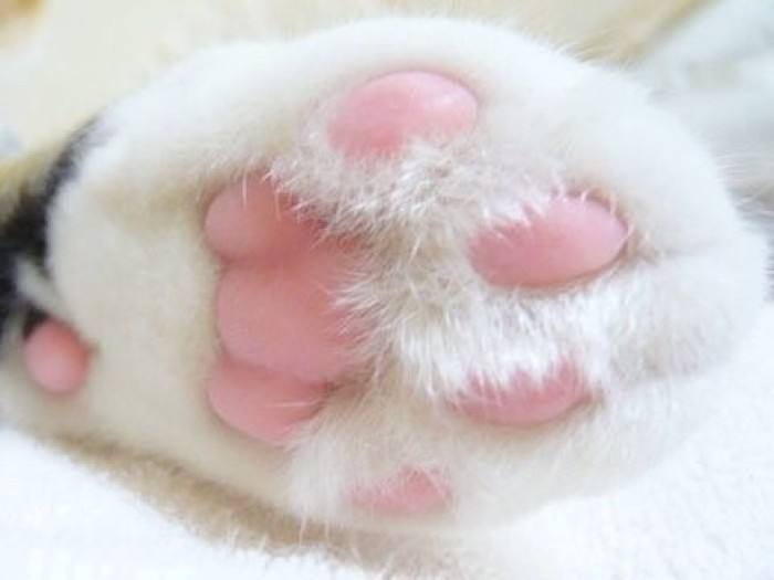 猫咪爪子有淡淡的脚臭味,猫咪为什么闻到臭脚会张开嘴