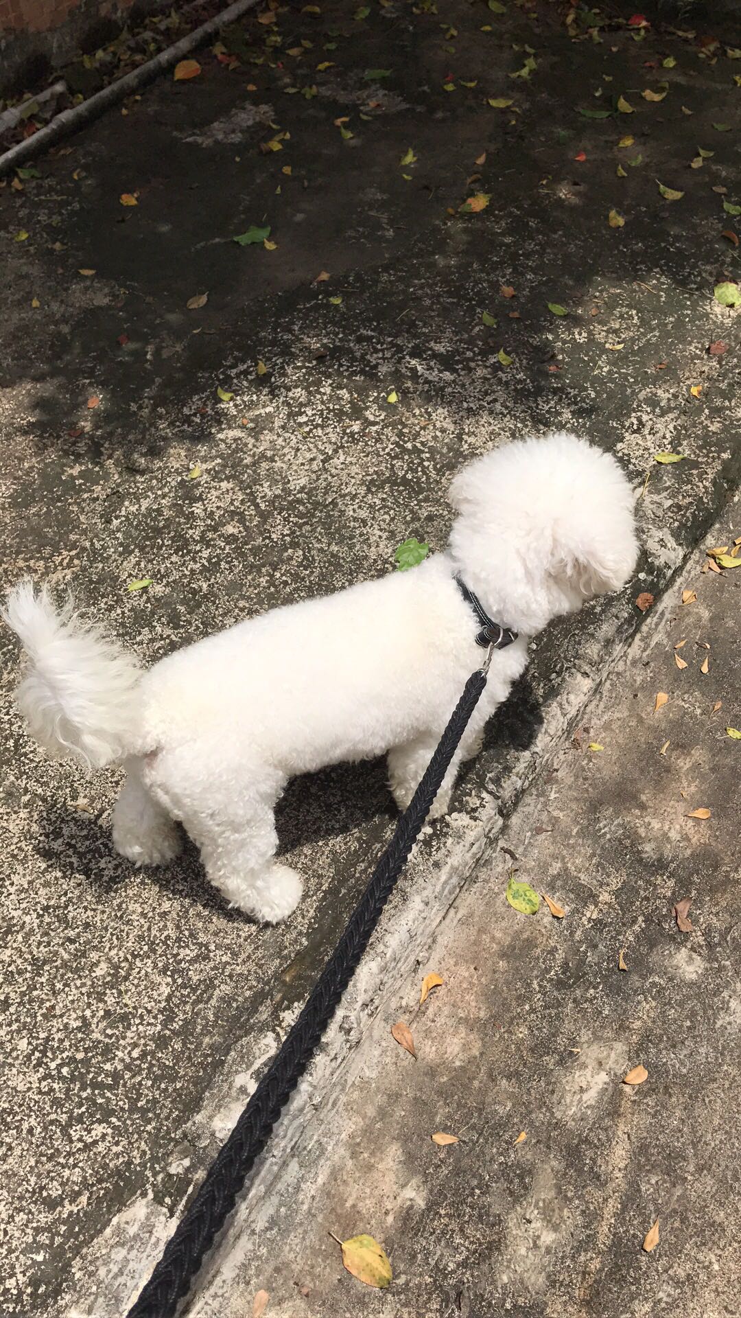 狗狗被陌生人带走了怎么找回来,狗狗丢了怎么找回来最简单的方法