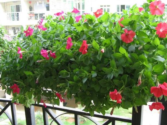 土养花如何杀虫杀菌,养花的土壤怎么样才能杀菌杀虫