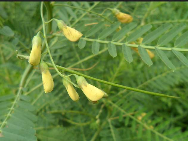 农村的野花野草哪几种可以吃,常见的野花野草却是农家之宝