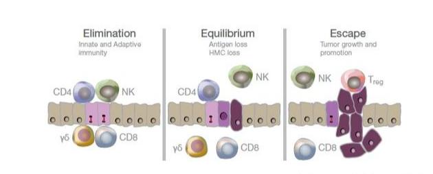 最新科研进展nk免疫细胞治疗癌症,抗癌药物组合物