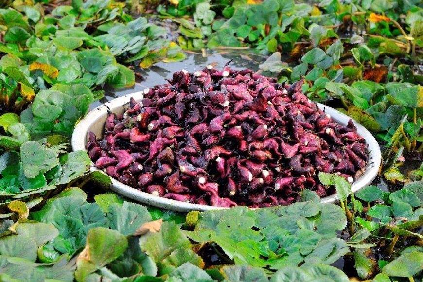 风波不信菱枝弱整首诗意思,风波不信菱枝弱全文