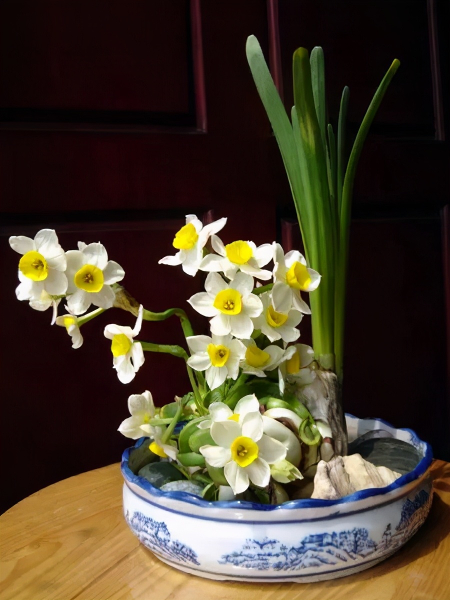 南美水仙浇水的正确方法,水仙花开前怎么浇水