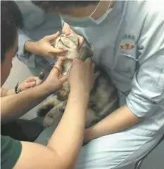 给宠物献血有什么好处,宠物献血的好处和坏处