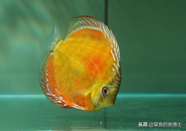 热带鱼除菌药,热带鱼寄生虫治疗