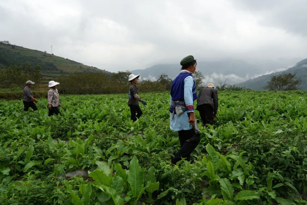 大理特色农业小镇,大理乡村发展现状和发展趋势