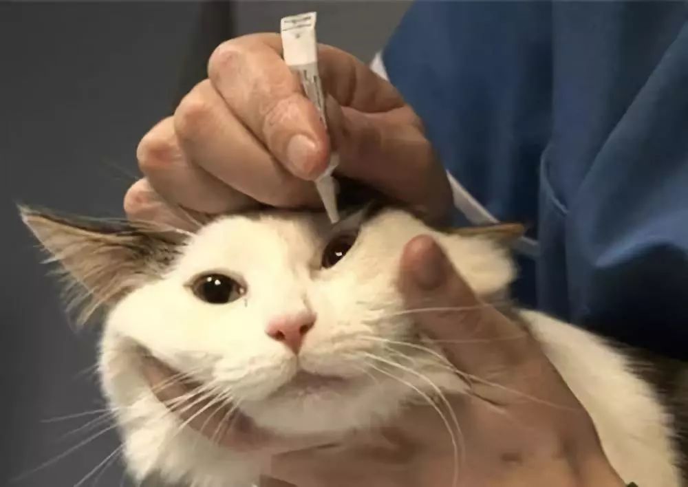 铲屎官为什么要给猫做绝育手术,盘点铲屎官给猫咪花巨款打造猫窝