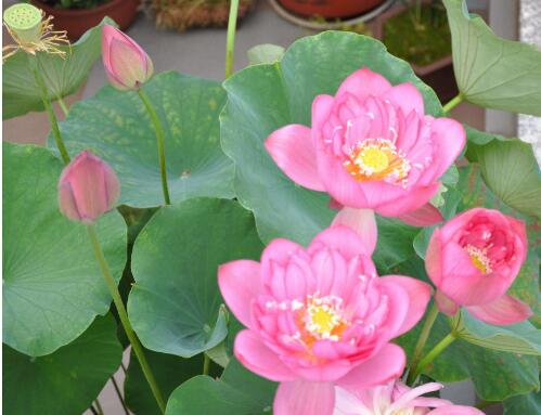 碗莲怎么养才能养得好,碗莲怎么养才能养好