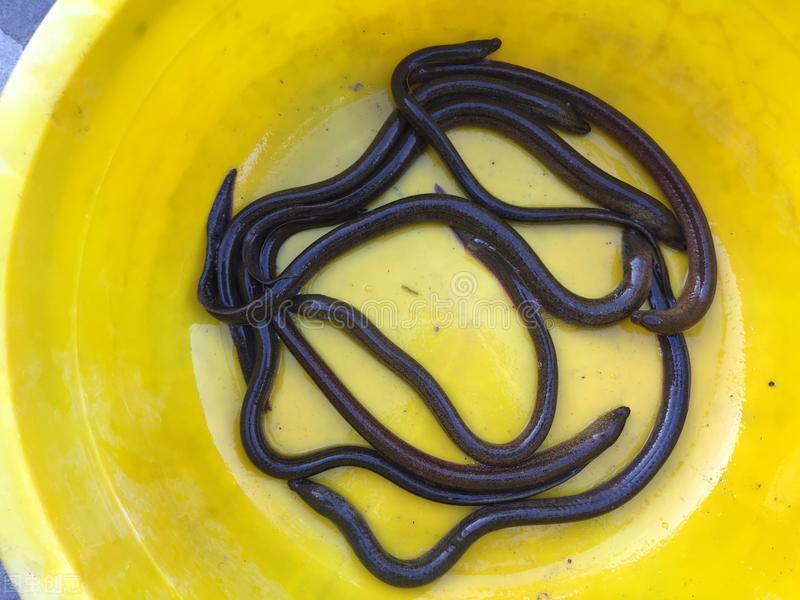 关于黄鳝的民间故事,黄鳝的民间传说来历