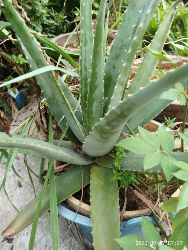 芦荟怎么养才能养得更好,芦荟在阴坡养还是在阳坡养好