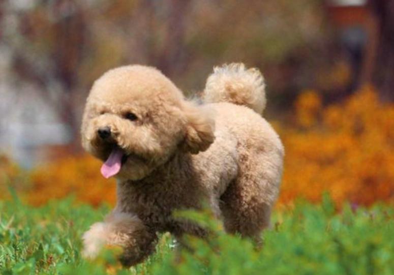 泰迪幼犬便秘症状,泰迪便秘可以吃香蕉吗