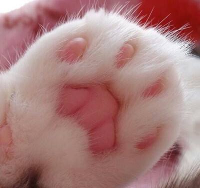 新手买猫怎么避免猫贩子,新手买猫如何避免被坑