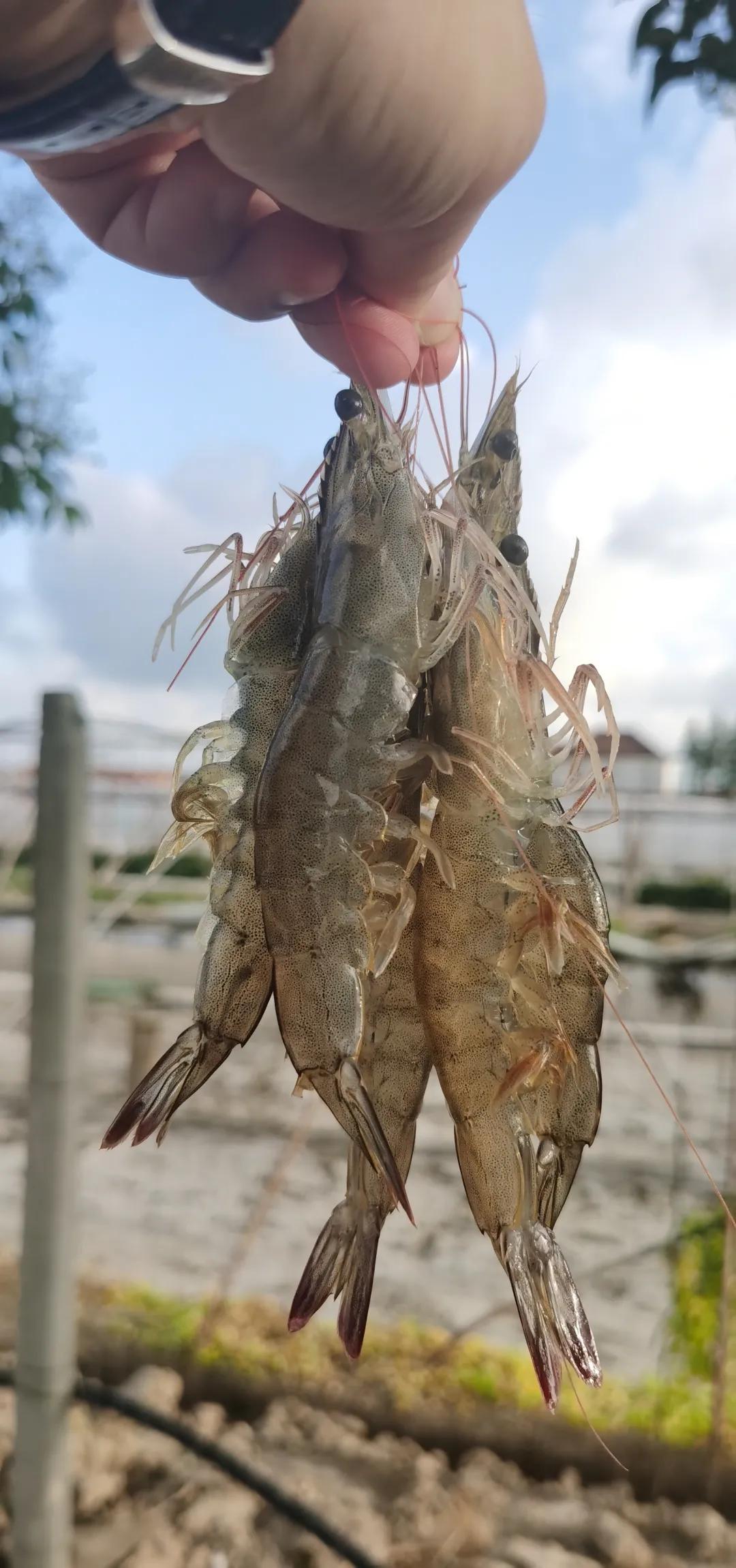 2019南美白对虾养殖形势,2021南美白对虾病害