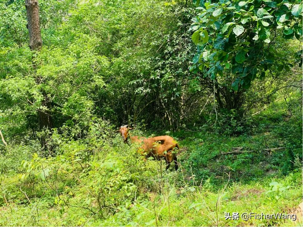 中毒or中暑，36度高温带两女生徒步，中道而退之登云-恩顶水库。