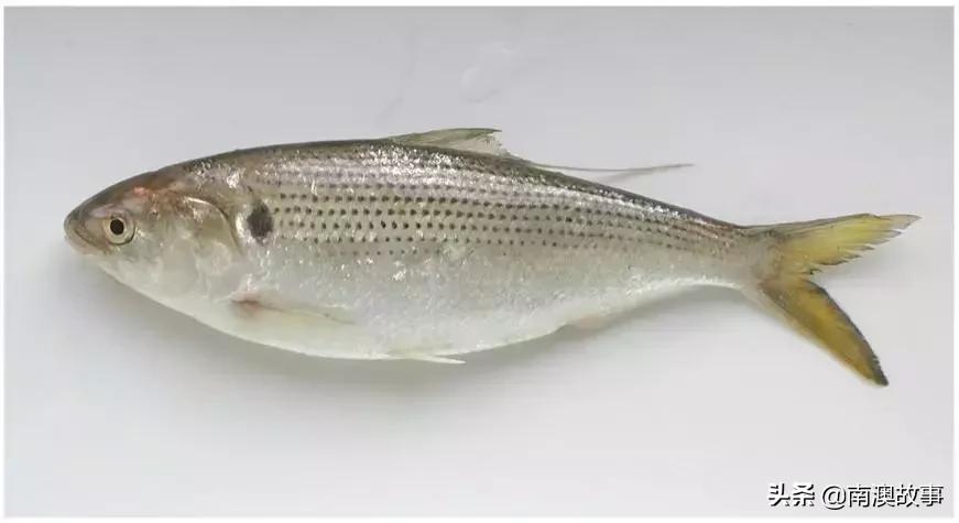 南澳渔民出海最常见的50种海鱼，都吃过，你就能退休了！