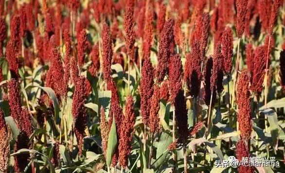 兴平40年前酒厂生产的酒，曾比西凤酒还受欢迎，你知道吗？