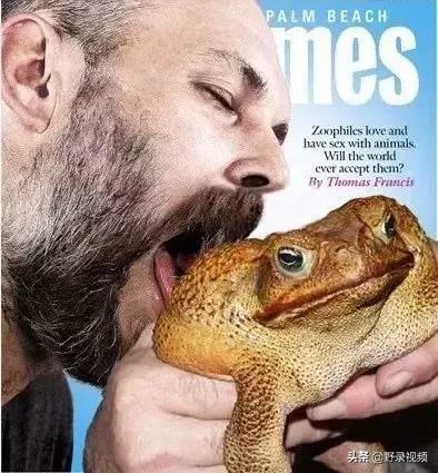 澳洲的蛤蟆有哪些,澳洲蛤蟆泛滥成灾