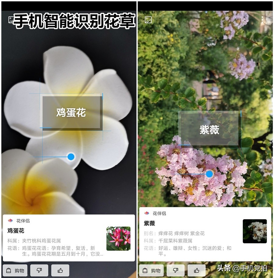 如何拍照识别花草植物,如何扫一扫快速识别花草