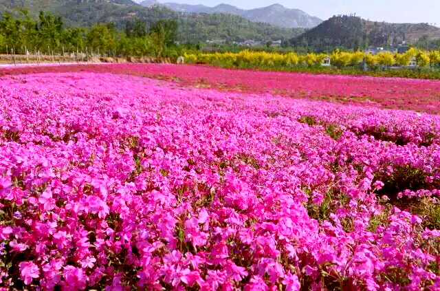 河北芝樱丛生福禄考种植基地,上海芝樱丛生福禄考报价