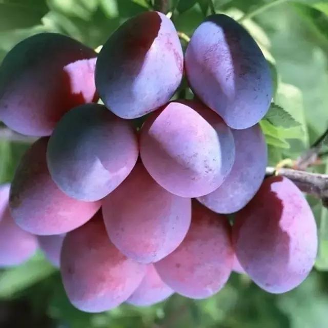 李雷和韩梅梅的大学生活,李雷和韩梅梅老同学还好吗