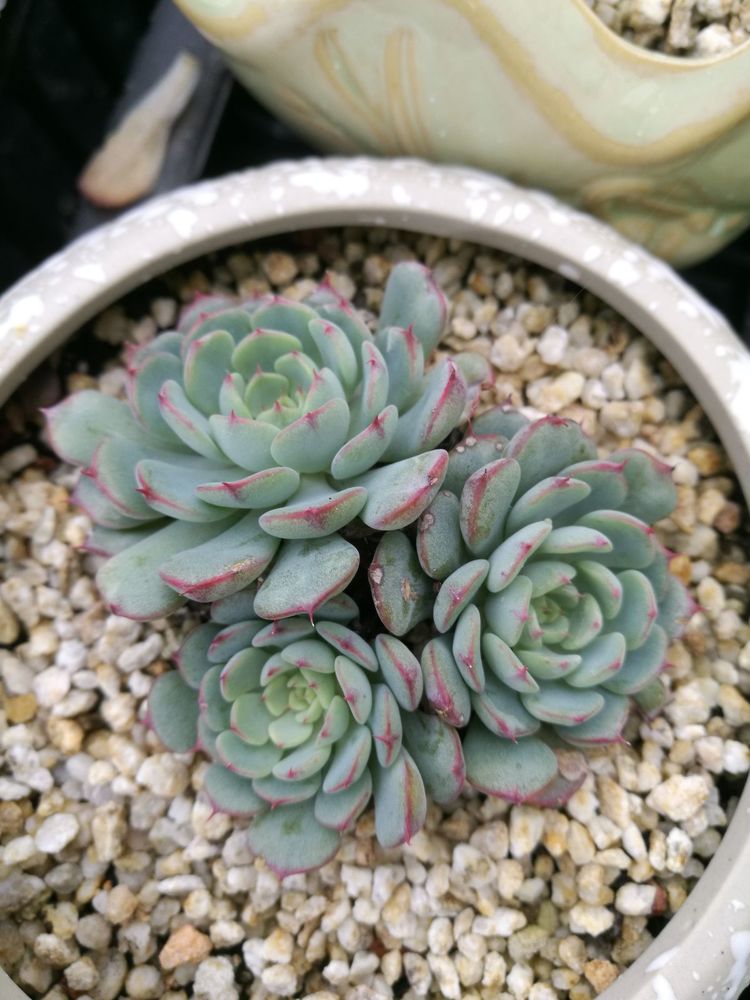 误打误撞的多肉情缘,带我走进多肉小世界!