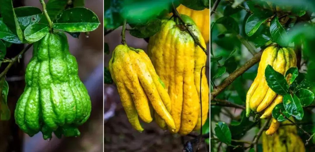 佛手在北方有种植的吗,佛手水果中的仙品