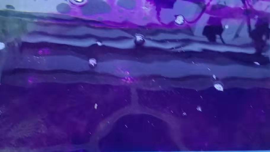 每次用药都要杀幼虫吗,硝化细菌要多久才有效