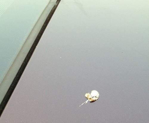 车漆怎么去除鸟屎痕迹,车漆擦鸟屎擦的都是划痕怎么处理