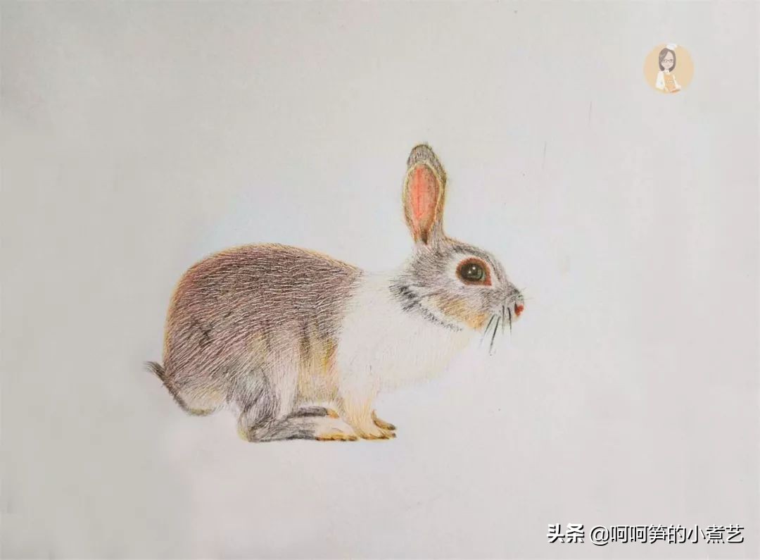 啤酒红烧兔肉最正宗的做法,啤酒炖兔肉的做法大全