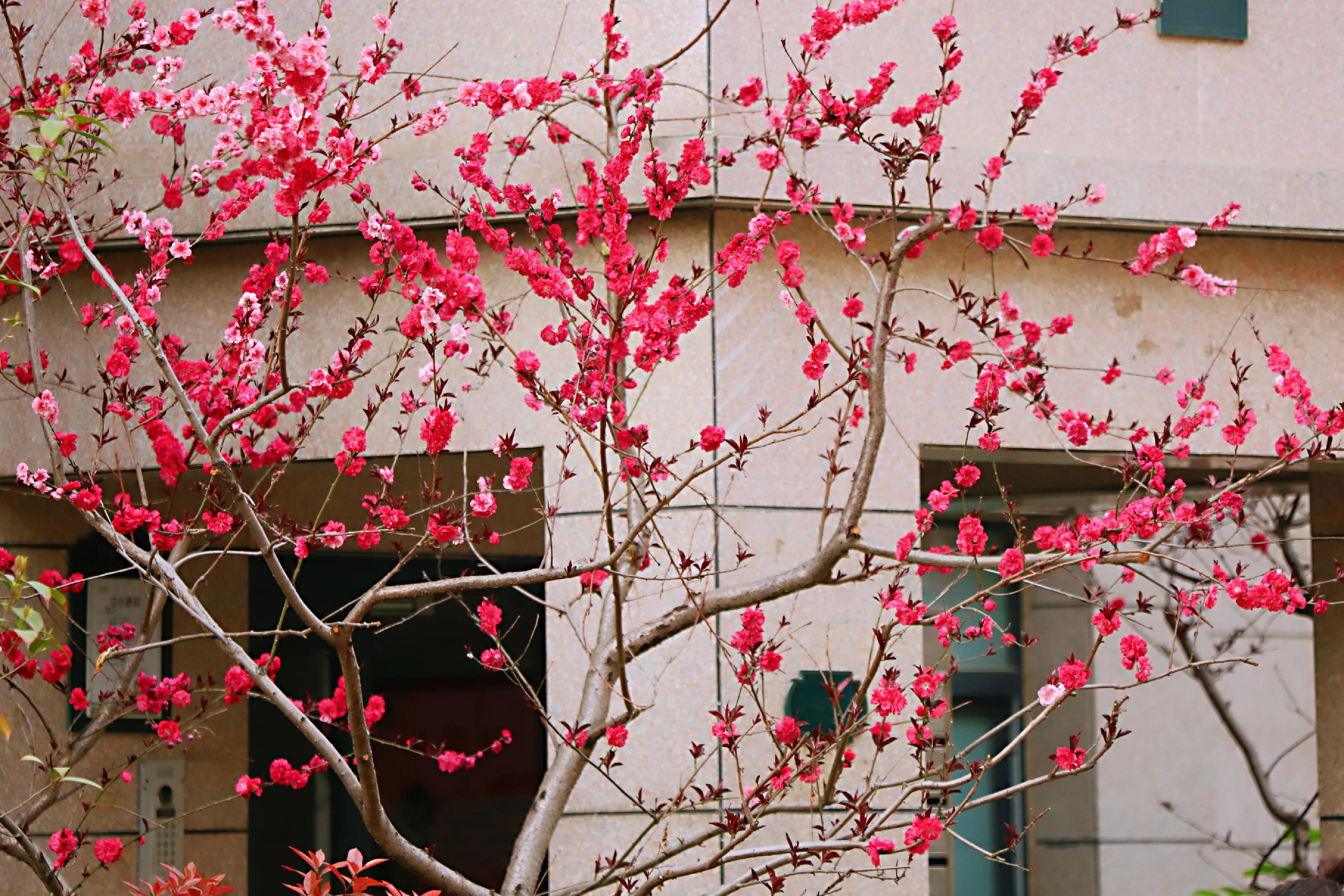 骏景花园116平米,骏景花园小区效果图